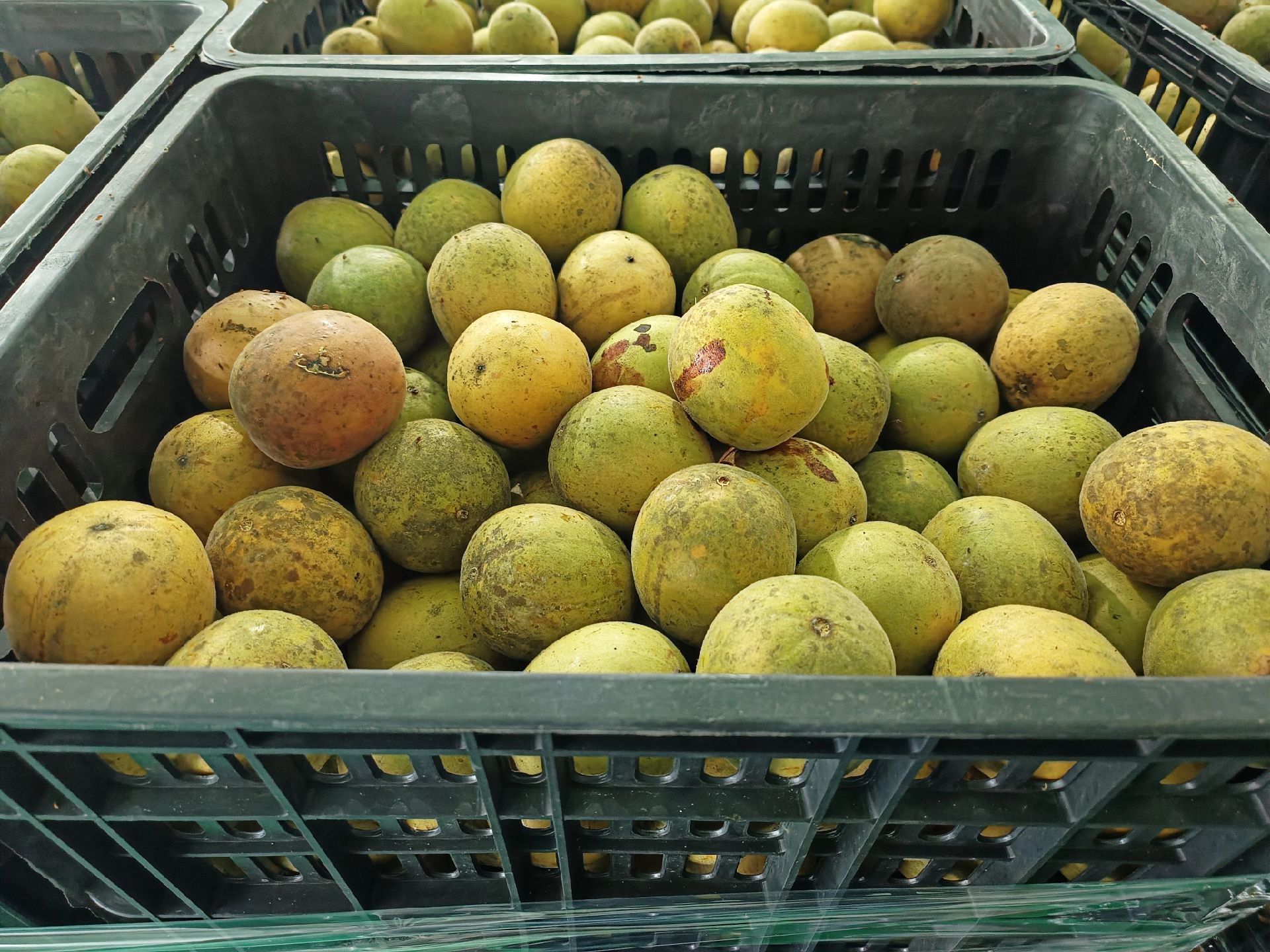 image_大闽罗汉果生产线。_7