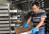 Black Soldier Fly household food kitchen waste disposal equipment solution